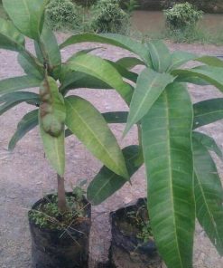 jual bibit tanaman mangga yuwen hasil okulasi siap berbuah Kapuas