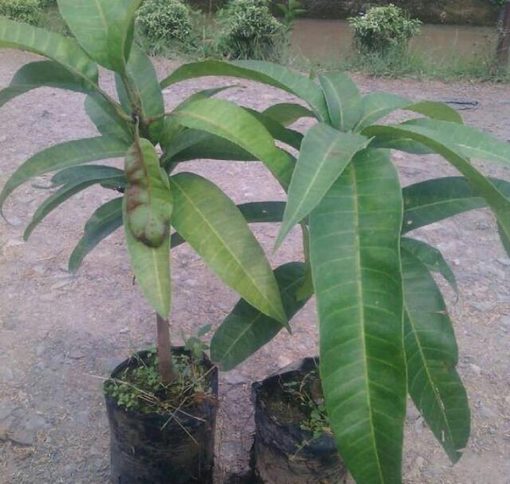 jual bibit tanaman mangga yuwen hasil okulasi siap berbuah Kapuas