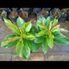 jual bibit tanaman pohon buah alpukat aligator mentega jumbo markus kualitas super Tulungagung