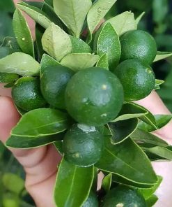 jual bibit tanaman pohon buah jeruk nipis limo limau keep nagami songkit sonkit purut santang madu Indragiri Hilir