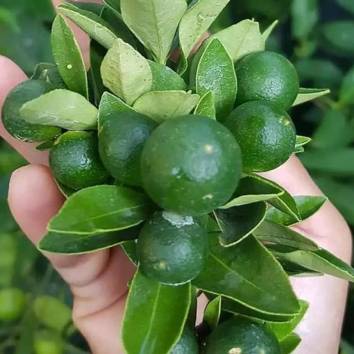 jual bibit tanaman pohon buah jeruk nipis limo limau keep nagami songkit sonkit purut santang madu Indragiri Hilir