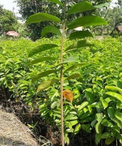 jual bibit tanaman sirsak madu Empat Lawang