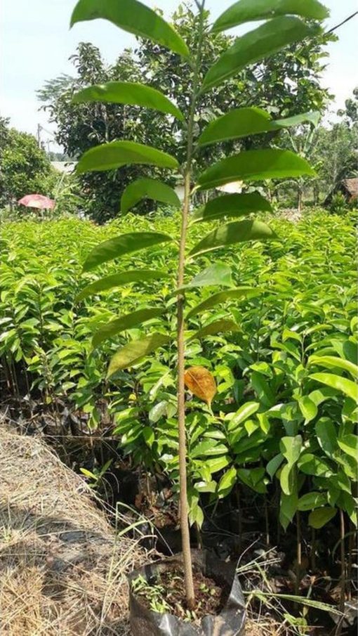 jual bibit tanaman sirsak madu Empat Lawang