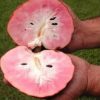 jual bibit tanaman sirsak merah okulasi cepat berbuah Ponorogo