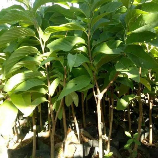 jual bibit tanaman srikaya jumbo okulasi Dogiyai