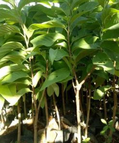 jual bibit tanaman srikaya jumbo okulasi Kepulauan Selayar