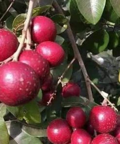 jual bibit terbaik kelengkeng merah Nabire