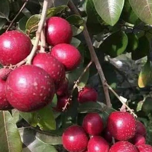 jual bibit terbaik kelengkeng merah Nabire