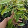 jual bibit unggul durian duri hitam Tidore Kepulauan