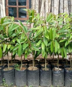 jual bibit unggul durian malaysia Tuban