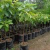 jual tanaman alpukat aligator Indragiri Hulu