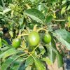 jual tanaman alpukat markus jumbo Belitung Timur