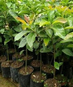 jual tanaman alpukat markus Kupang