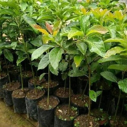 jual tanaman alpukat markus Kupang