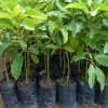 jual tanaman alpukat mentega jumbo Jakarta Pusat