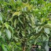 jual tanaman alpukat mentega jumbo Jakarta Pusat