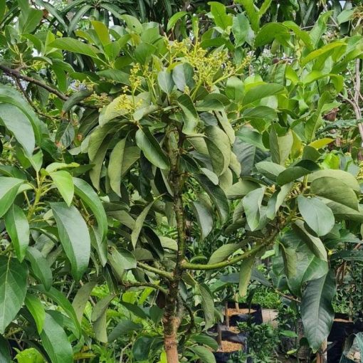 jual tanaman alpukat mentega jumbo Jayapura