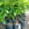 jual tanaman alpukat mentega jumbo Tasikmalaya
