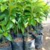 jual tanaman alpukat mentega jumbo Ternate