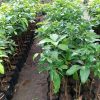 jual tanaman alpukat miki asli jumbo paling genjah Sumba Barat