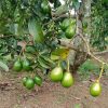 jual tanaman alpukat miki asli Klaten