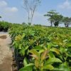 jual tanaman alpukat miki Sijunjung