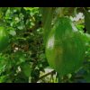 jual tanaman alpukat miki super Kebumen