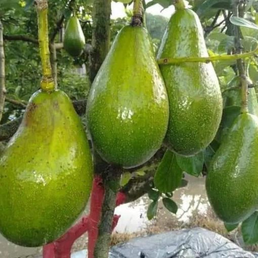 jual tanaman alpukat wina Brebes