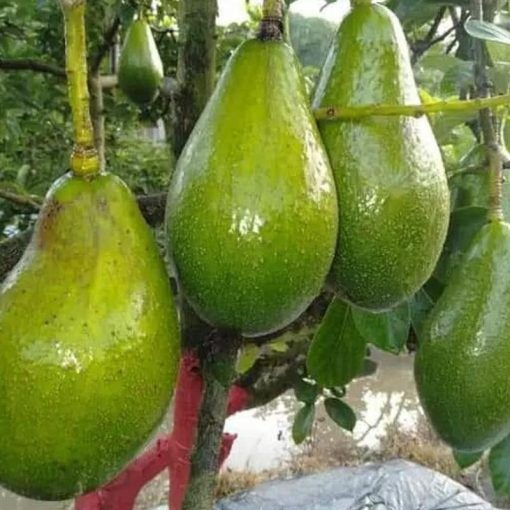jual tanaman alpukat wina Konawe Selatan