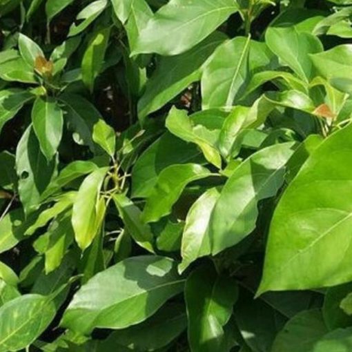 jual tanaman alpukat wina Solok Selatan