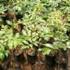 jual tanaman anggur dan lengkeng Jeneponto