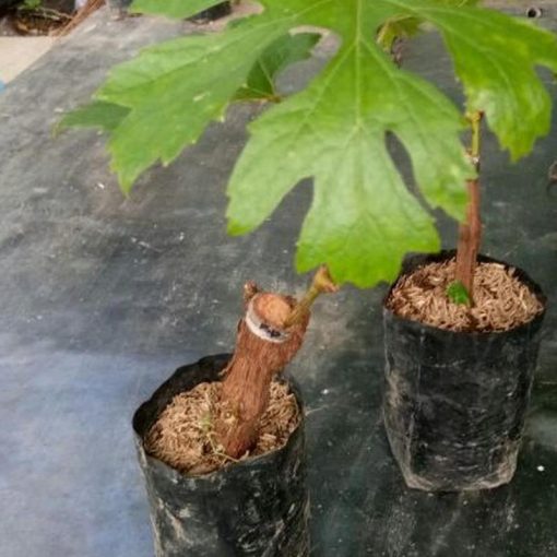 jual tanaman anggur dan lengkeng Sigi