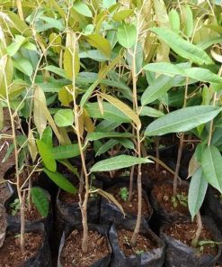 jual tanaman anggur durian musangking unggul termurah Lampung Tengah