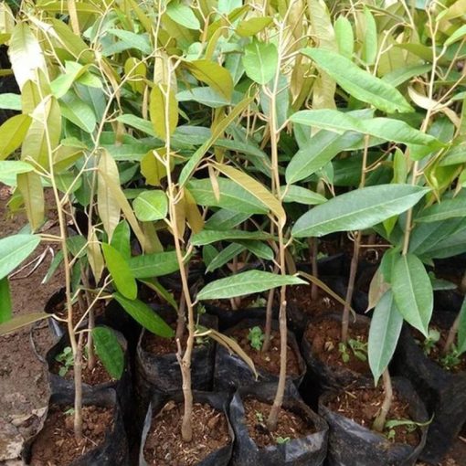 jual tanaman anggur durian musangking unggul termurah Lampung Tengah