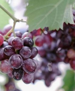 jual tanaman anggur import jupiter asli hasil grafting Yogyakarta