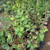 jual tanaman apel putsa india siap berbunga Paser
