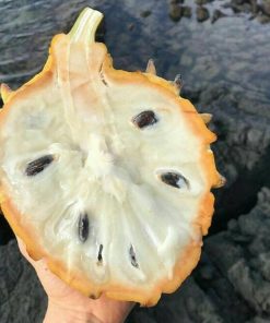 jual tanaman biriba srikaya nanas Manokwari Selatan