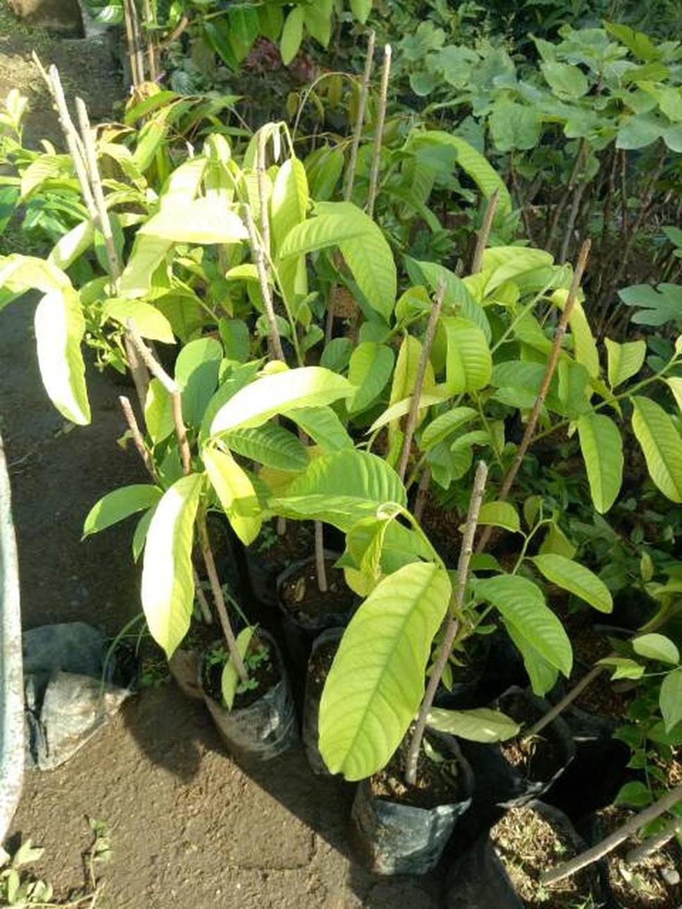 jual tanaman biriba srikaya nanas Palangka Raya jual tanaman biriba srikaya nanas Palangka Raya