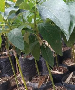 jual tanaman buah alpukat markus okulasi cepat berbuah Boalemo