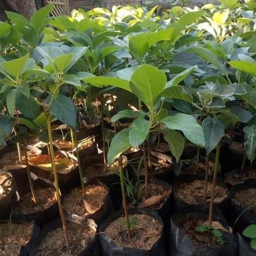 jual tanaman buah alpukat markus okulasi cepat berbuah Dompu