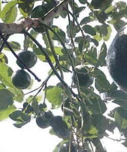jual tanaman buah alpukat markus super jumbo unggulan tinggi 45 55 cm Biak Numfor