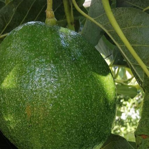 jual tanaman buah alpukat markus super jumbo unggulan tinggi 45 55 cm Cirebon
