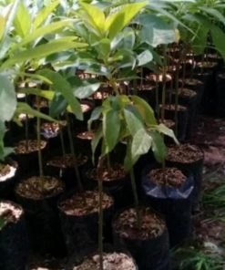 jual tanaman buah alpukat markus super jumbo unggulan tinggi 45 55 cm Pelalawan
