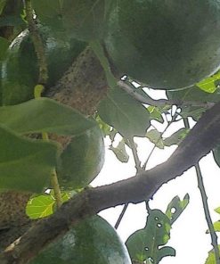 jual tanaman buah alpukat markus super jumbo unggulan tinggi 45 55 cm Sukoharjo