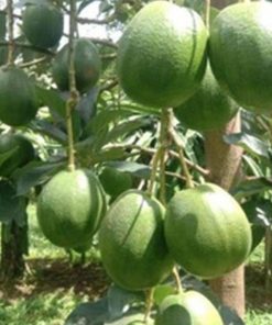 jual tanaman buah alpukat markus super jumbo unggulan tinggi 45 55 cm Tapanuli Utara