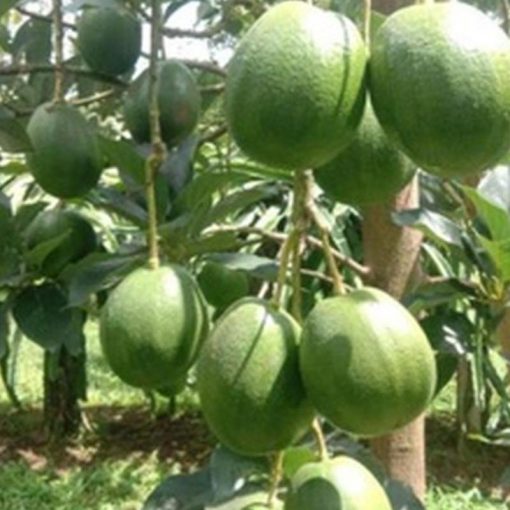 jual tanaman buah alpukat markus super jumbo unggulan tinggi 45 55 cm Tapanuli Utara