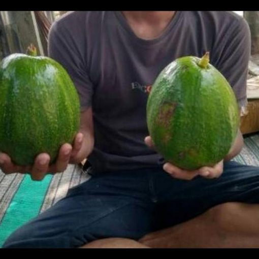 jual tanaman buah alpukat markus super Morowali