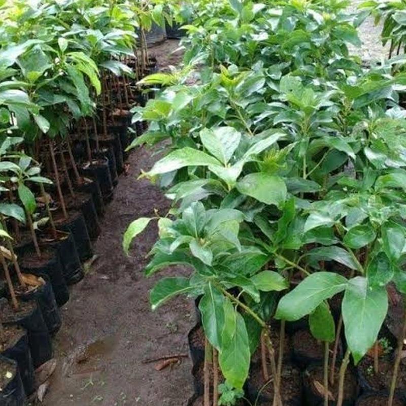 Gambar Produk jual tanaman buah alpukat miki jumbo paling genjah Buton