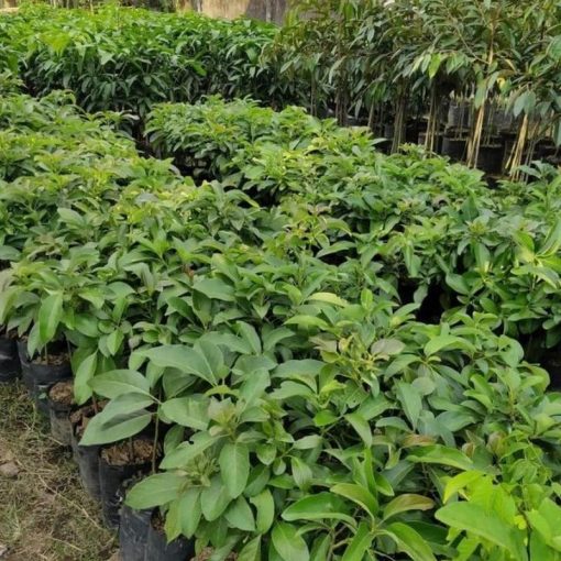 jual tanaman buah alpukat miki jumbo paling genjah Minahasa Selatan