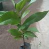 jual tanaman buah bisbul mentega Lombok Barat